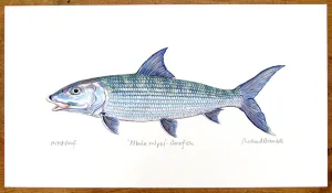 Bonefish Print Richard Bramble